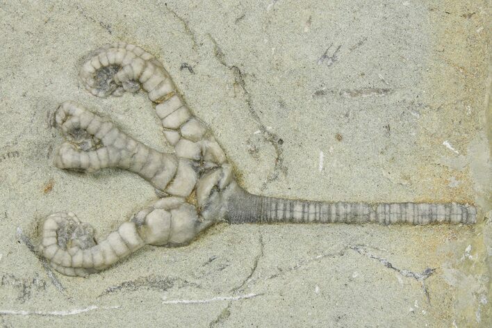 Fossil Crinoid (Onychocrinus) - Crawfordsville, Indiana #263091
